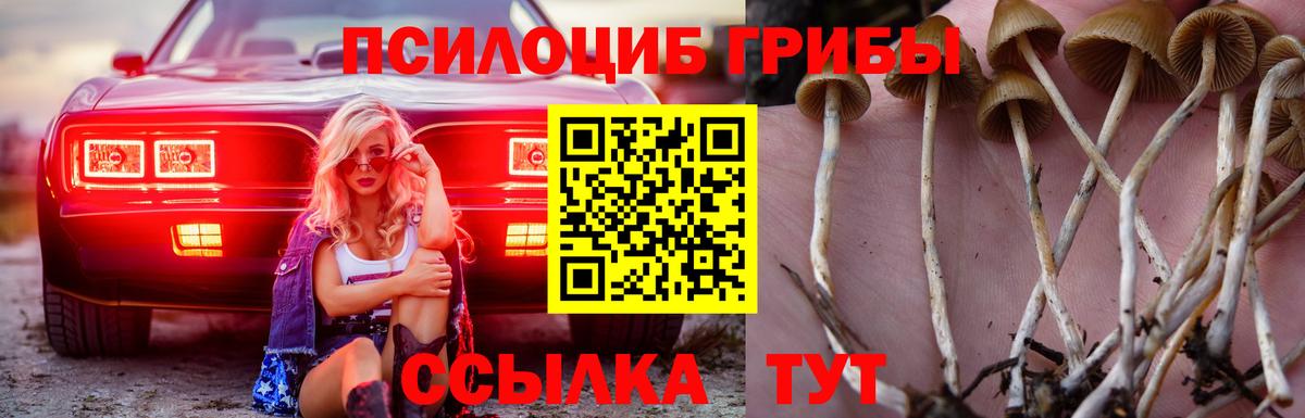 продажа наркотиков  Вход с VPN  Алексеевка  Галлюциногенные грибы MAGIC MUSHROOMS 